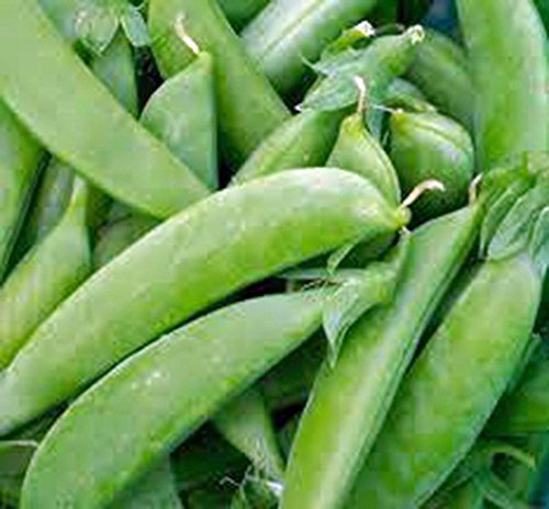 Semilla de guisante, Guisante mollar, de la herencia, orgánicos, no gmo, 100 semillas, guisantes perfectos