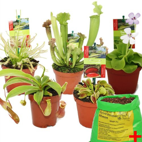 Exotenherz Starter Set Fleischfressende Pflanzen - 5 Pflanzen + Erde - Karnivorenerde