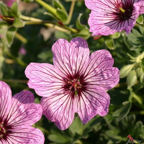 GARTEN SCHLÜTER® Storchschnabel 'Ballerina'
