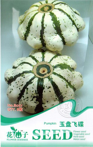 Rare Heirloom UFO Patty Pan Courgette White Green Stripe Summer Squash Seeds, Original Pack, 8 Seeds/Pack, Ornamental Gourds