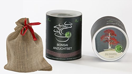 Seedeo Bonsai Geschenk - Set Roter Fächerahorn (Acer palmatum atropurpureum)