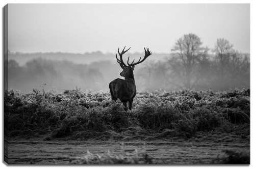Dream-Arts Hirsch,Wohnzimmer - schwarz/Weiss Motiv mit Farbelementen auf Leinwand im Format: 120x80 cm. Hochwertiger Kunstdruck als Wandbild. Billiger als EIN Ölbild! Achtung KEIN Poster oder Plakat!