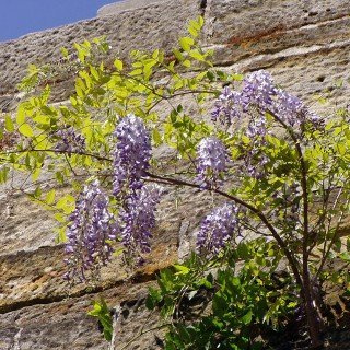 Wisteria sinensis – WINTERHART, MEHRJÄHRIG – Blauregen/Glyzinie – Kletterpflanze für Pergola & Rankhilfe
