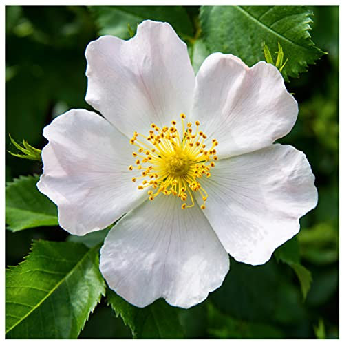 10 White Wild Rose Hedging 30-50cm Plants,Rosa Rugosa Alba,Flowers & Fruit 3fatpigs®