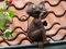 Westerholt GmbH Dachrinnen- und Zaunfigur, Kupferlook, Katze