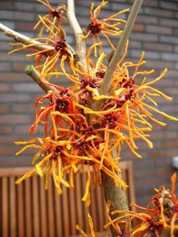 orangegelb blühende Zaubernuss Hamamelis intermedia Aphrodite 60-80 cm hoch im 5 Liter Pflanzcontainer