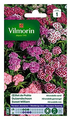 Œillet de Poète Hirondelle Varié