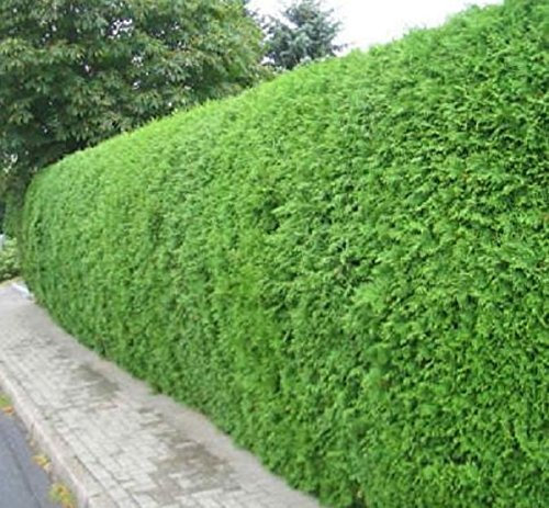 Müller Münchehof GmbH 10 Stück Thuja Brabant im Topf/Container Größe 20 bis 40 cm