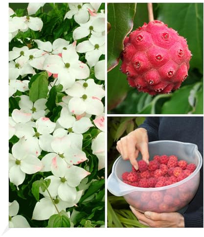 BALDUR Garten Japanischer Blumen-Hartriegel, 1 Pflanze, reife Früchte essbar, Cornus kousa winterhart, blühend, Cornus kousa, essbare Früchte; Steinfrüchte, Asiatischer Hartriegel