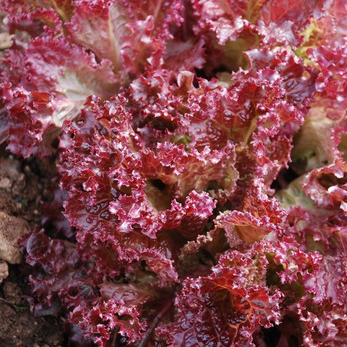 Plant World Seeds - Lettuce Lollo Rossa Seeds (Lettuce Seeds)