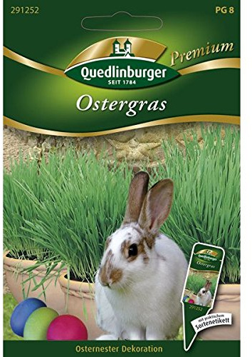Ostergras - Phleum pratense