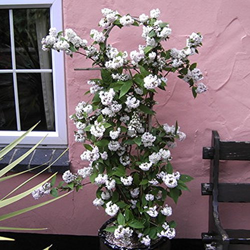Deutzia Hybrida Mont Rose Deciduous Shrub Hardy Outdoor Garden Plant in Pot (9cm Pot, 20-30cm)