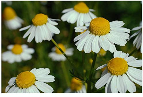 PREMIER SEEDS DIRECT - HERB - German Chamomile (MATRICARIA RECUITA) – 1.5GR ~ 18000 Seeds (Organic)