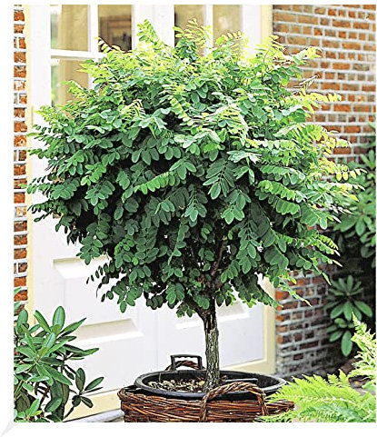 BALDUR Garten Kugel-Akazien-Stämmchen, 1 Pflanze, Robinia pseudoacaia Umbraculifera, dekorativ, winterhart, pflegeleicht, für Standort im Schatten geeignet
