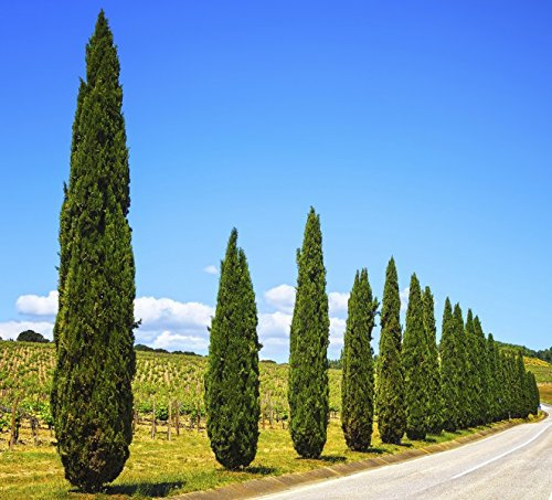 CIPRESES Mediterráneos - 20 semillas