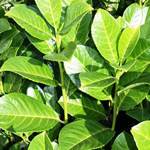 Sycamore Trading COMMON OR CHERRY LAUREL Prunus laurocerasus (5)