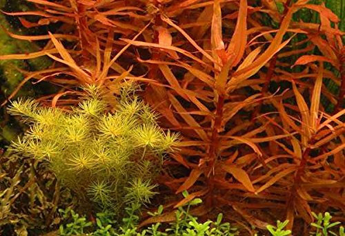 Lincolnshire Pond Plants Ltd Ammannia Praetermissa - Tropical Aquarium Plants - Oxygenating Plant Aquarium, Fish Tank, Live Plants for aquascaping, Tropical Aquatic Plants.