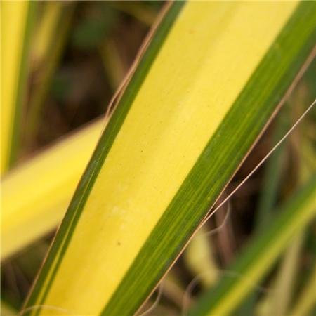 Cross Common Nursery Yucca filamentosa 'Gold Sword'