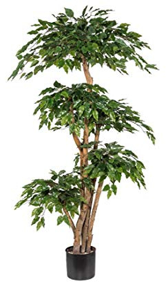 Ficus Kunstbaum mit 5 Stämmen in Natur und Blattkronen Höhe 160cm - Künstlicher Ficusbaum mit Mehreren Stämmen und Kronen