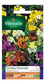 Vilmorin - Sachet graines Giroflée Ravenelle simple variée