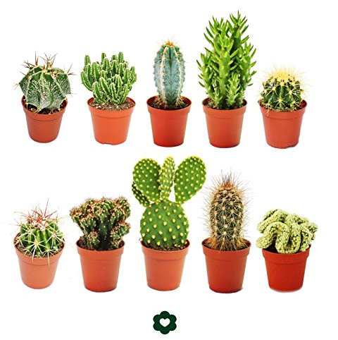 Set of 10 Different Cactus 5,5cm Pot - Approx. 8-15cm