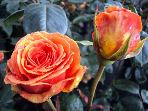 Edelrose Ashram ® Containerrosen im großen 7,5 Liter Topf