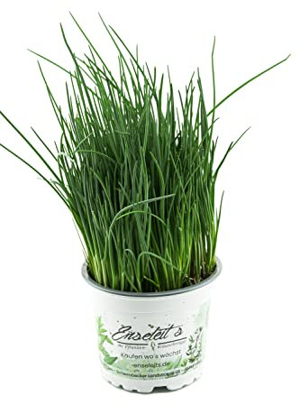 Planta de cebollino, Planta fresca, Allium schoenoprasum