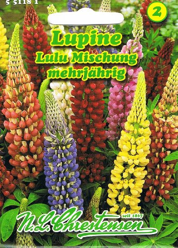 Lupine Lulu Mischung Lupinus polyphyllus mehrjährig Staude