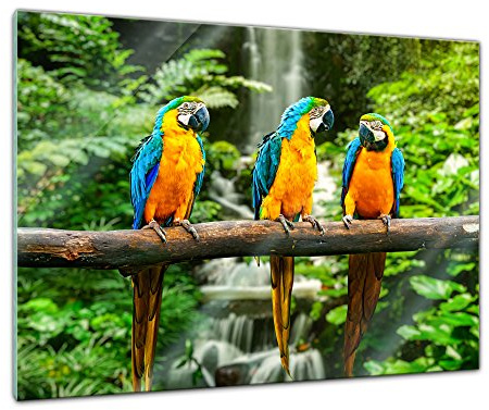 Bilderdepot24 Glasbild - Blau-Gelber Macaw Papagei - 80x60 cm - Deko Glas - Wandbild aus Glas - Bild auf Glas - moderne Glasbilder - Glasfoto - Echtglas