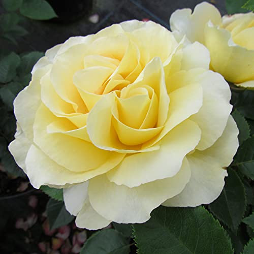Wonderful Husband- 5.5lt Potted Floribunda Garden Rose Bush - Fragrant Lemon Yellow Blooms - A Great Gift for The Perfect Husband! Exclusive