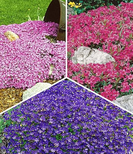 BALDUR Garten 9er Bodendeckende Polsterstauden-Kollektion | Pflanzen im 9x9 cm-Topf, 3x Teppichphlox Emerald Pink, 3x Roter Teppichphlox und 3x Blaukissen, winterharte, mehrjährig