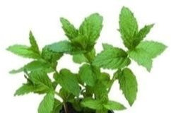 Just Seed Herb - Peppermint - Mentha piperita - 100 Seeds - Small Pack