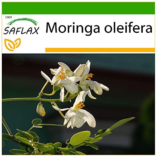 SAFLAX - Albero del rafano - 10 semi - Con substrato - Moringa oleifera