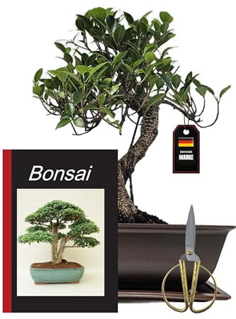 Genki-Bonsai Starterset Banjan Feige ca. 30 cm – 4-teiliges Bonsai Komplettset mit Schere, Untersetzer & Bonsaibuch – pflegeleichter Indoor-Zimmerbonsai für Anfänger & Fortgeschrittene vom Fachhändler