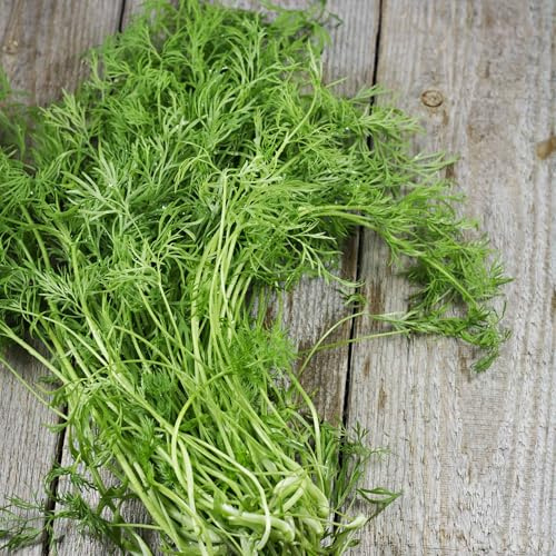 Eden Brothers Dill Seeds (Organic) - Bouquet