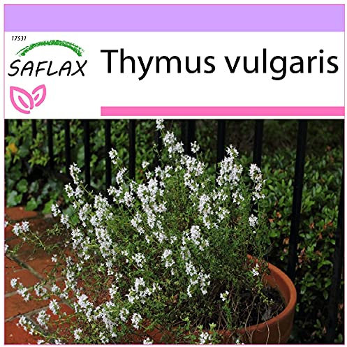 SAFLAX - Kräuter - Echter Thymian - 200 Samen - Thymus vulgaris