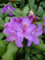 Alpenrose Rhododendron catawbiense Grandiflorum 30-40 cm hoch im 5 Liter Pflanzcontainer