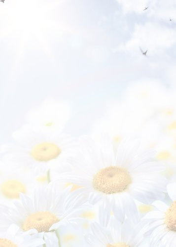 Motiv Briefpapier (Margeriten, Blumen Himmel-5015, DIN A4, 100 Blatt). Einseitig bedrucktes Briefpapier, sehr gut beschreibbar, Motivpapier für alle Drucker/Kopierer geeignet