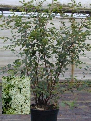 Prachtspiere, Spiraea vanhouttei 80 cm hoch im 3 Liter Pflanzcontainer