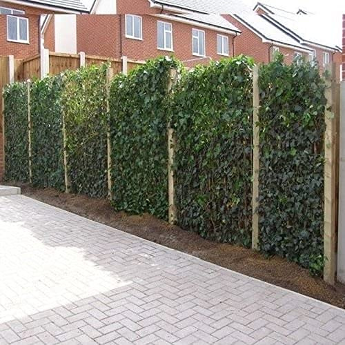 12 x Murgröna 75-100 cm (Hedera Hibernica): Köp 12 / Betala 7,50 | 12 vintergröna äkta klätterväxter för en 2 meter hög 100% insynsskyddad häck (tät) | Clematis Online Klätterväxter