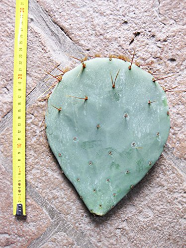 Opuntia tardispina (n.1 Schaufel) 15-25 cm, Kaktus, winterharte Sukkulente, beständig bis -20 C