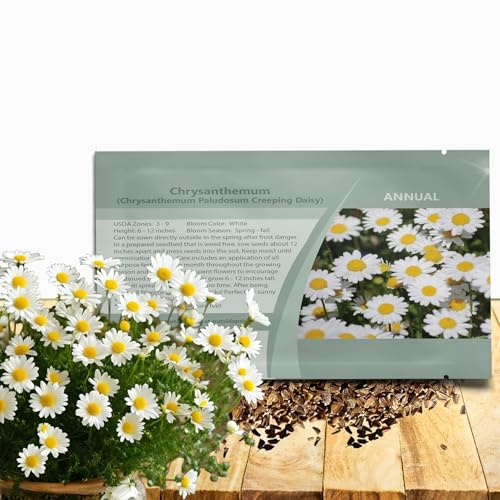 Outsidepride Creeping Daisy Chrysanthemum Seeds - 5,000 Pcs. Annual, Drought Tolerant Flower Seeds for Planting in Pollinator Gardens, Cut Flowers & Low Maintenance Landscaping