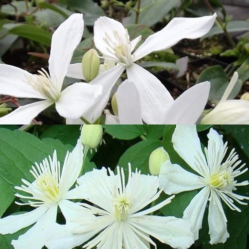 2 x Clematis: Clematis Armandii (immergrün) & Summer Snow - Weiß