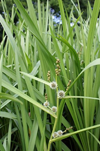 Wasserpflanzen Wolff - Sparganium erectum - Ästiger- Aufrechter- Igelkolben, grün - 4er-Set im Gratis-PFLANZKORB -