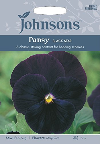 Johnsons 14247 Pansy Black Star, Deep Purple