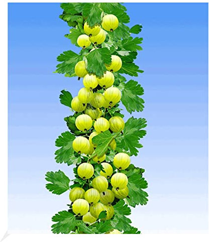 BALDUR Garten Gelbe Säulen-Stachelbeeren, 1 Pflanze, Ribes uva-crispa Säulenobst, winterhart, platzsparende Säule für kleine Gärten, Balkone & Terrassen