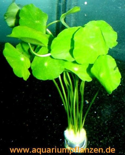 3 Bunde Hydrocotyle verticillata, Hutpilzpflanze