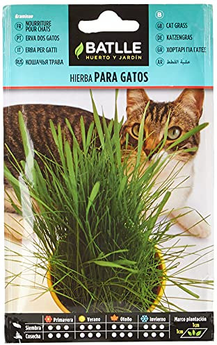 Batlle Kräutersamen - Katzengras (Samen - 10-15cm)