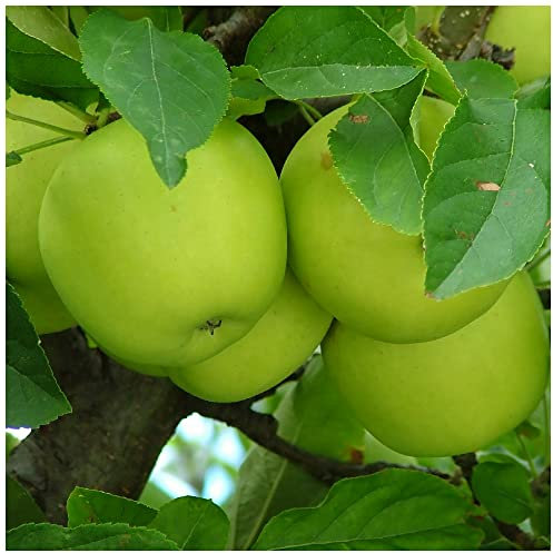 Greensleeves Apple Tree 4-5 ft Ready to Fruit,Self-Fertile,Sweet,Crisp & Juicy 3fatpigs®