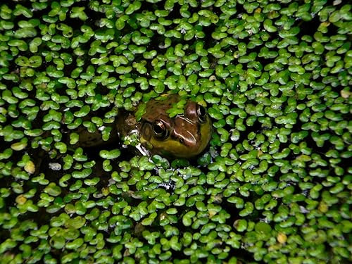 Lincolnshire Pond Plants Ltd - DuckWeed - 1 Large TableSpoon (70 Grams) - tortoise food